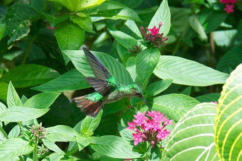 File:Violet-capped Hummingbird.jpg