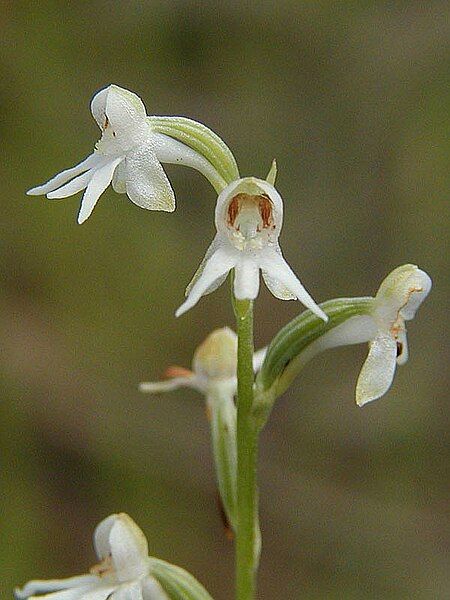 File:(Habenaria)(ochroleuca)()(p)(fl)(RKerrigan)()(R.A. Kerrigan 860)().jpg