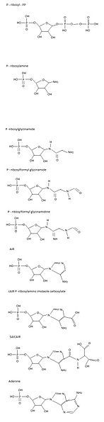 File:Adenine pathway.jpg