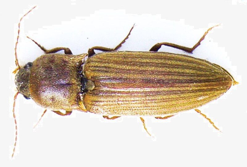 File:Agriotes lineatus bl2.JPG