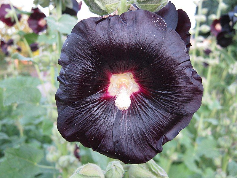 File:Alcea rosea nigra.JPG