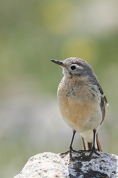 File:American pipit.jpg