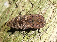 A Cook Strait click beetle on Maud Island