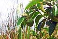 Fruit and leaves