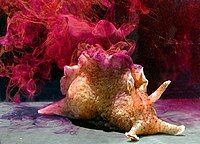 California sea slug (Aplysia californica)