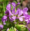 Arabis blepharophylla