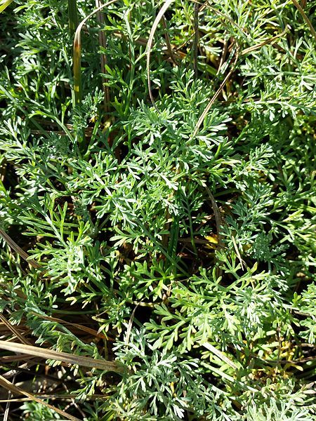 File:Artemisia santonicum sl1.jpg