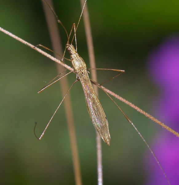 File:Berytidae P1410824a.jpg