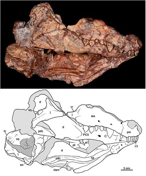 File:Bonacynodon schultzi.jpg