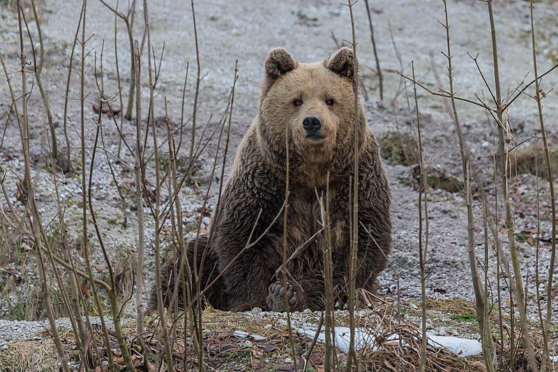 File:Braunbaer Ursus arctos-7462.jpg