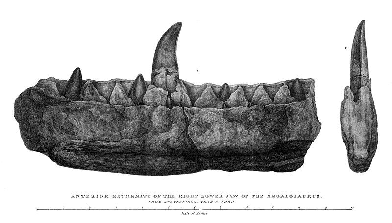 File:Buckland, Megalosaurus jaw.jpg