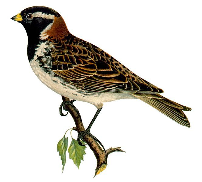 File:Calcarius lapponicus m.jpg