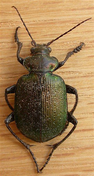 File:Calosoma schayeri2.jpg