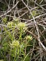 Cardamine impatiens