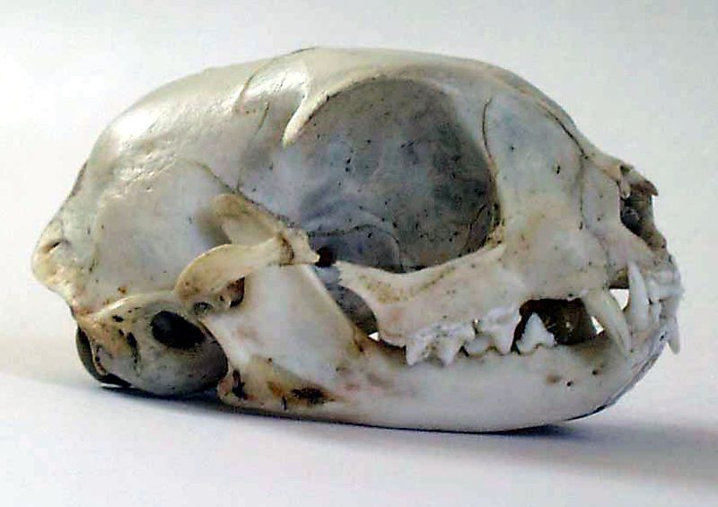 File:Cat skull.jpg