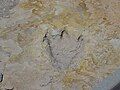 Fossilized dinosaur footprint at Clayton Lake State Park in New Mexico. Used in Trace fossil, and Trackway.