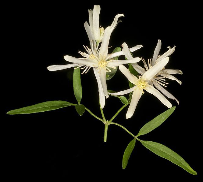 File:Clematis linearifolia (8696080336).jpg