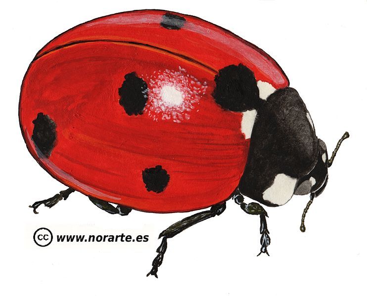 File:Coccinella septempunctata-norarte.jpg