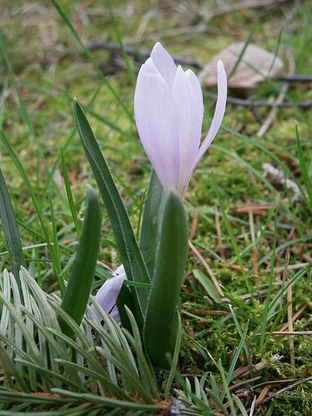 File:Colchicum hungaricum side-view.JPG