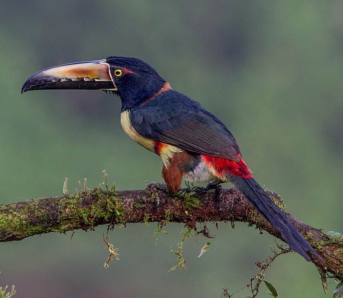 File:Collared Aracari (16413441566).jpg