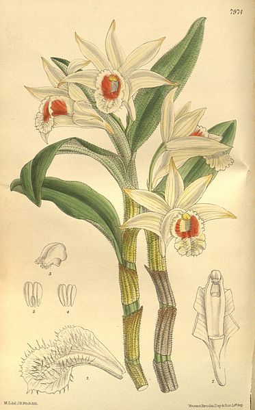 File:Dendrobium williamsonii.jpg