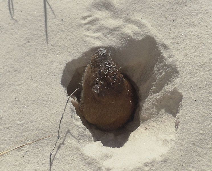 File:Desert pocket gopher.jpg