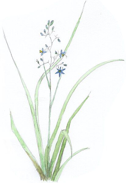 File:Dianella.jpg