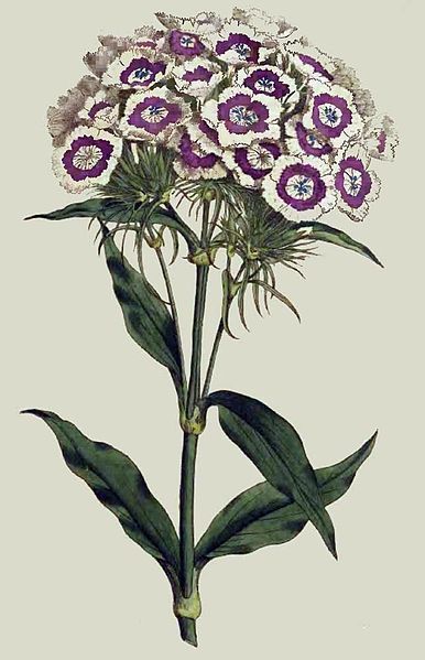 File:Dianthus barbatus00.jpg