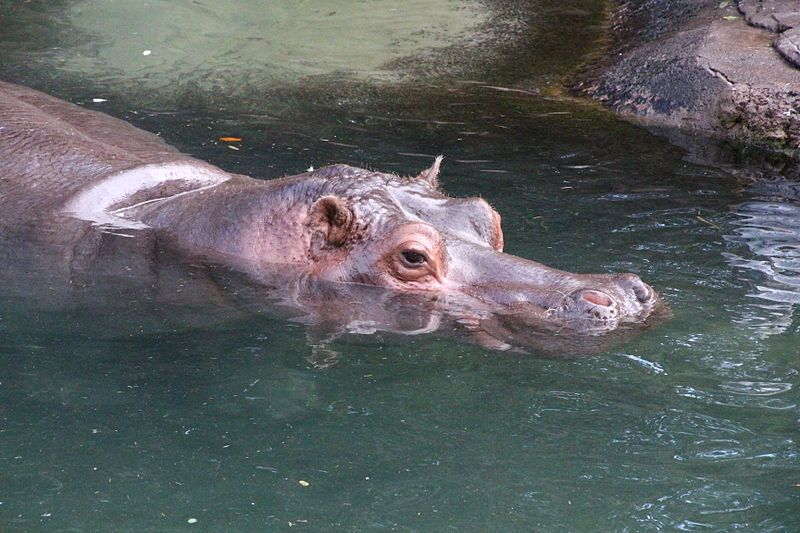 File:Disney-Animal-Kingdom-Hippo-7940.jpg