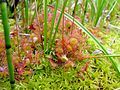 Round-leaved sundew.