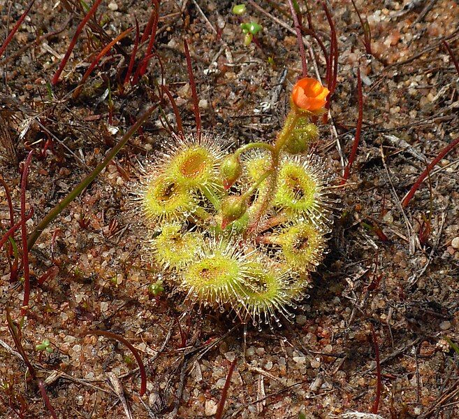 File:Drummond reserve drosera.jpg