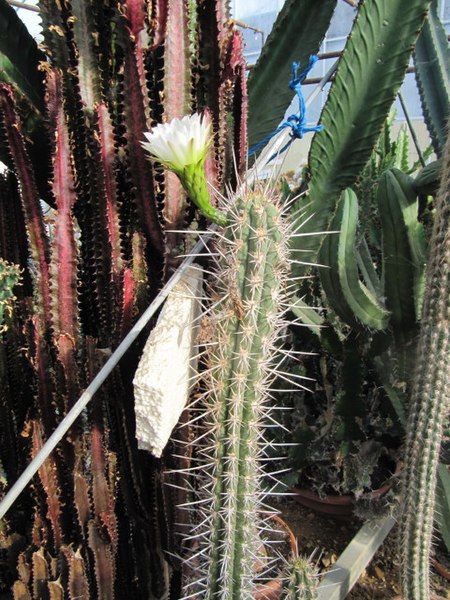 File:Echinopsis deserticola.jpg