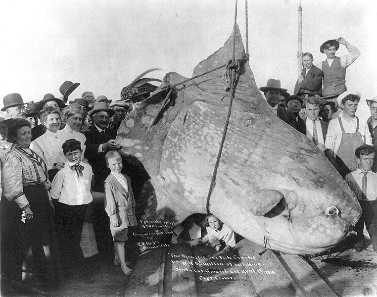 File:Enormous Sunfish.jpg