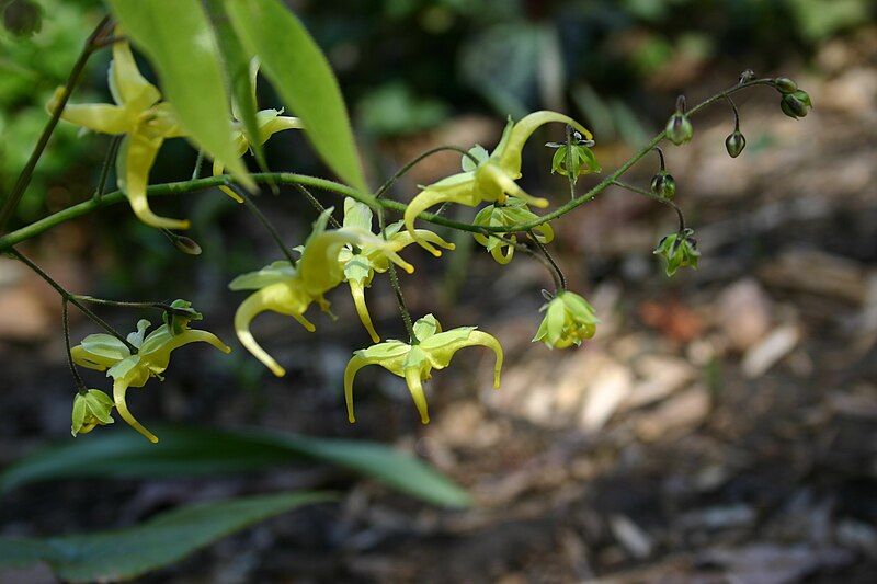 File:Epimedium franchetii 0804a.JPG