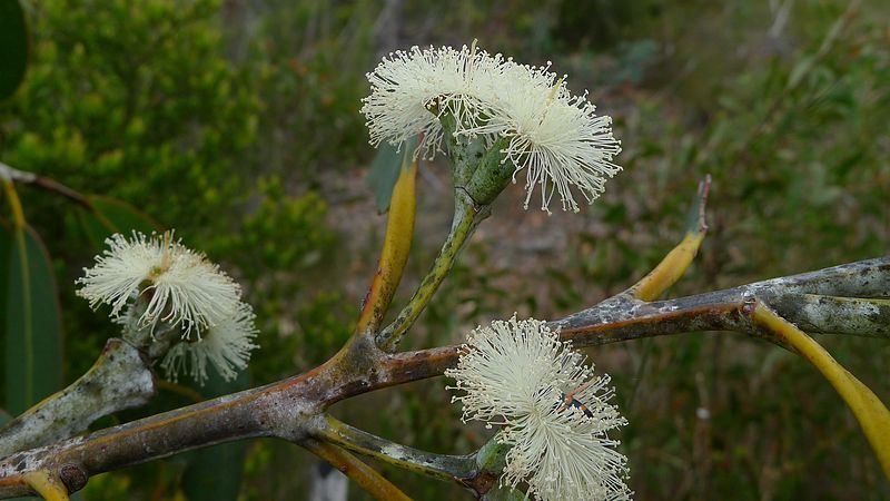 File:Eucalyptus luehmanniana.jpg