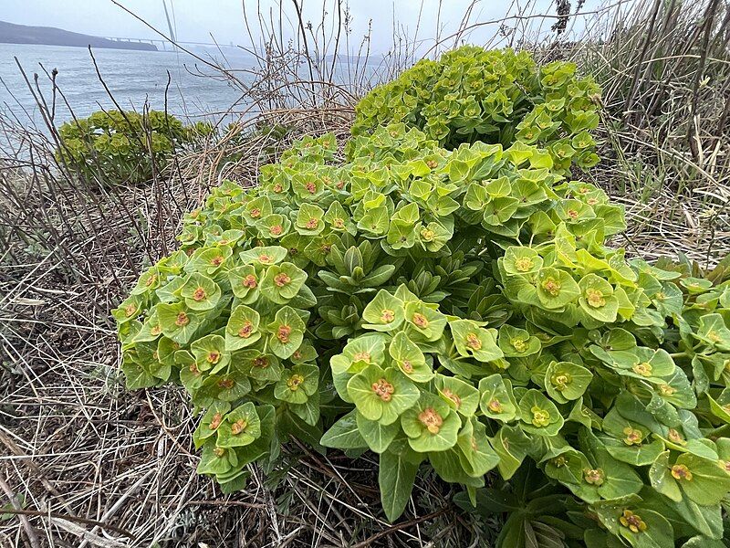 File:Euphorbia hylonoma.jpg