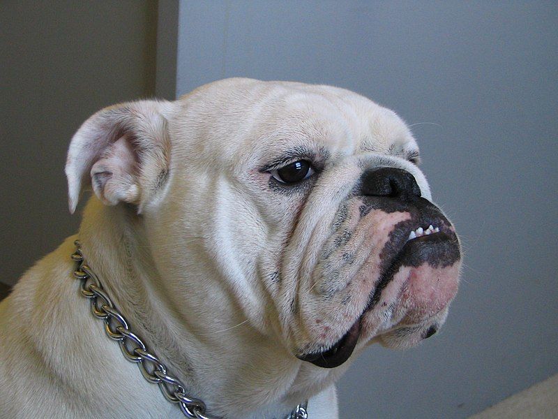 File:Female English Bulldog.jpg