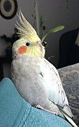 Female pearl cockatiel