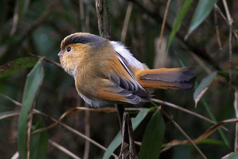 File:Fulvous Parrotbill.jpg