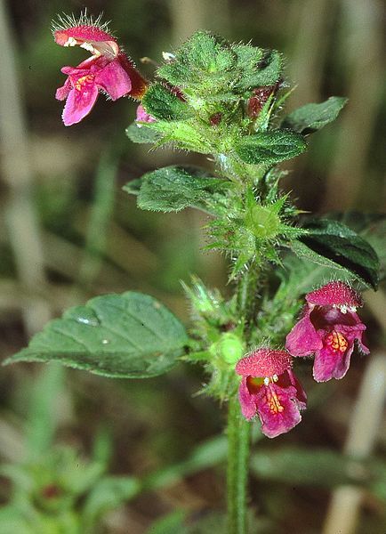 File:Galeopsis pubescens eF.jpg