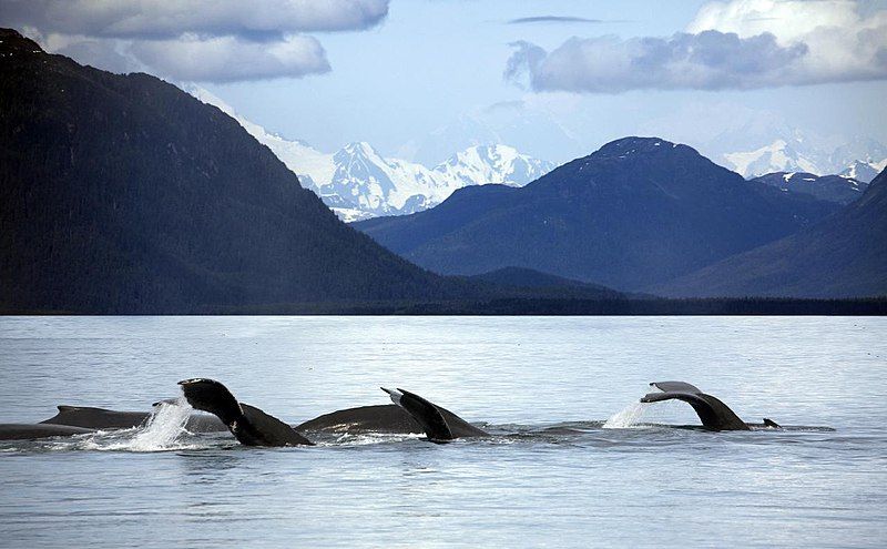 File:Glacier bay (3733728870).jpg