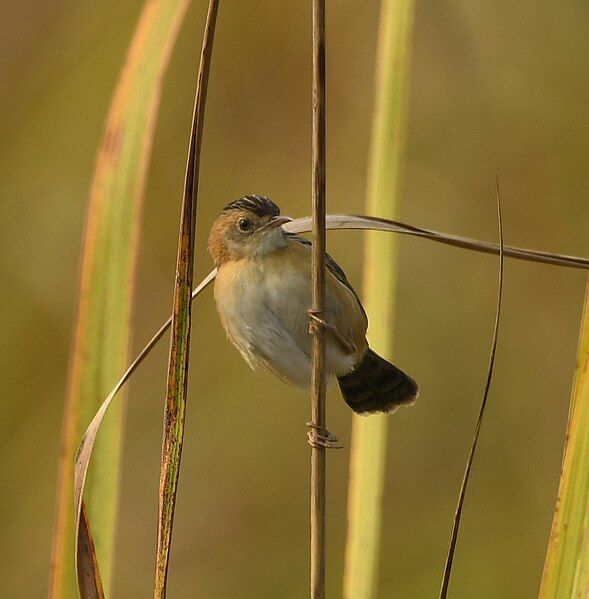 File:Golden-headed Cisticola AMSM1389.jpg