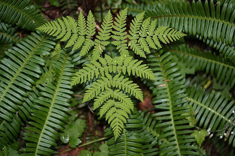 File:Gymnocarpium dryopteris 6035.JPG