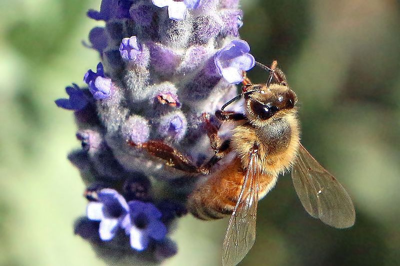 File:Honeybee on lavender.jpg