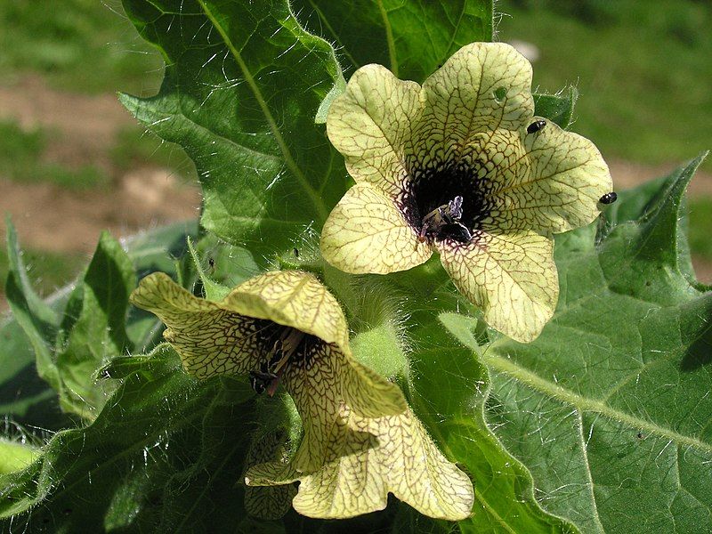 File:Hyoscyamus niger, Solanaceae.jpg