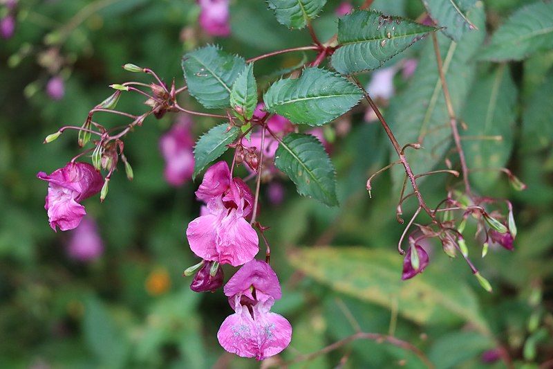 File:Impatiens glandulifera 011.jpg