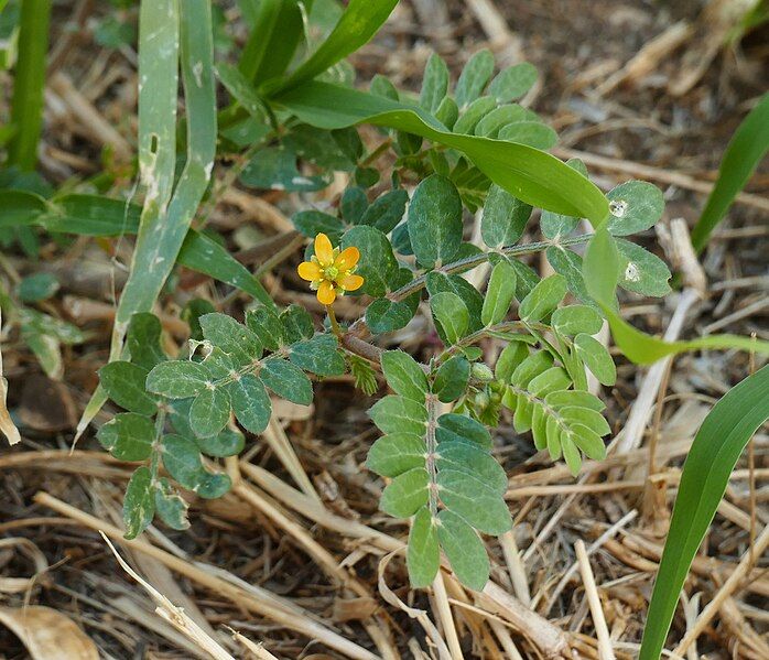 File:Kallstroemia californica.jpg