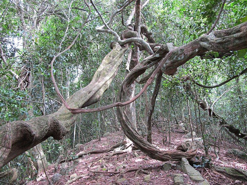 File:Lianas, Udawattakele.jpg