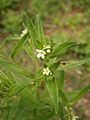 Lithospermum officinale