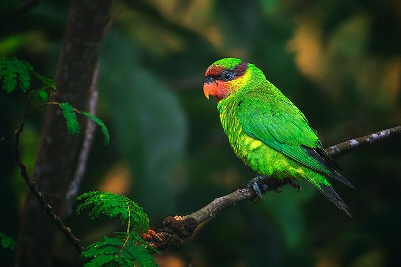 File:MINDANAO LORIKEET.jpg